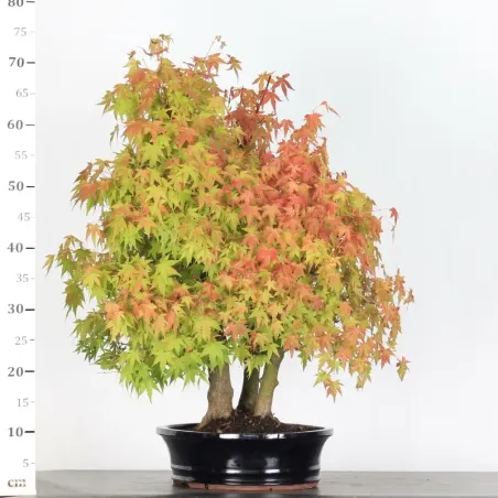image supplémentaire - FORÊT ERABLE DU JAPON "ACER...
