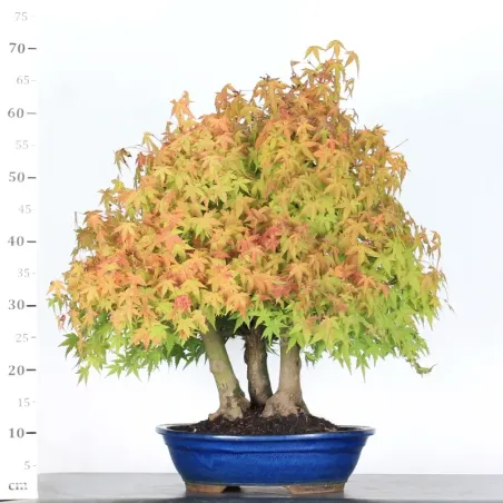 image supplémentaire - FOREST ACER PALMATUM 3-7
