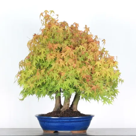 FOREST ACER PALMATUM 3-7