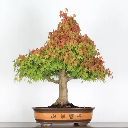 ACER PALMATUM 4-2
