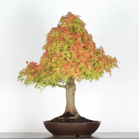 image supplémentaire - ACER PALMATUM 4-4