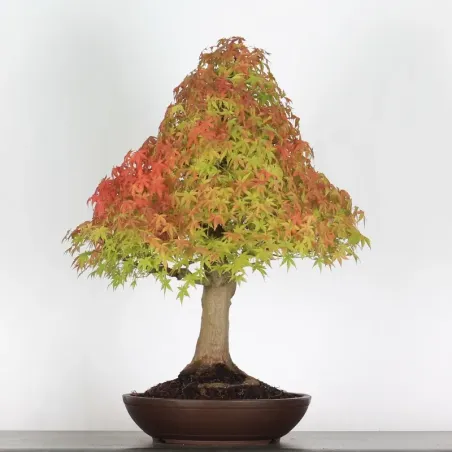 ACER PALMATUM 4-4