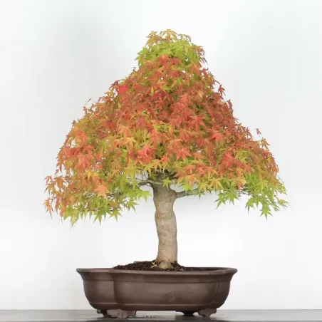 ERABLE DU JAPON "ACER PALMATUM" 5-3