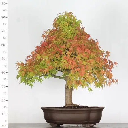 image supplémentaire - ERABLE DU JAPON "ACER...