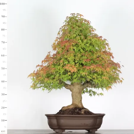 image supplémentaire - ACER PALMATUM 5-13