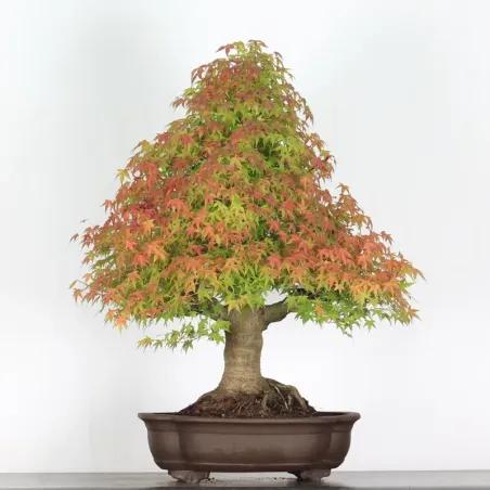 ACER PALMATUM 5-13