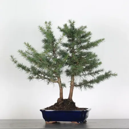 cedar of Lebanon forest "CEDRUS LIBANI" 1-1