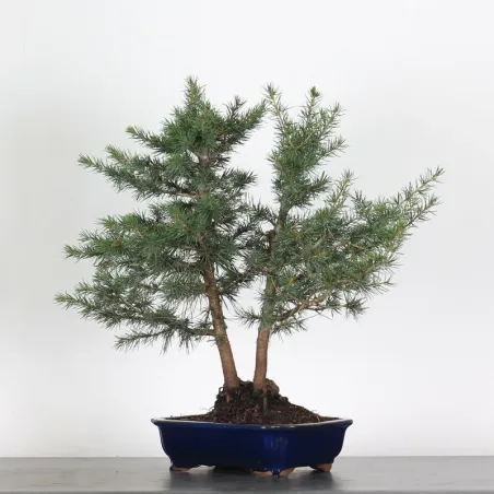 image supplémentaire - cedar of Lebanon forest...