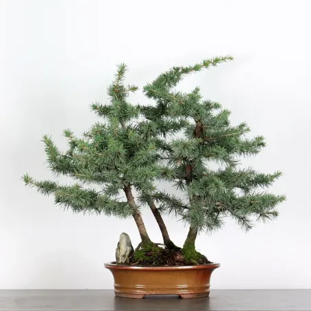 Bonsai Cèdre de l'Atlas