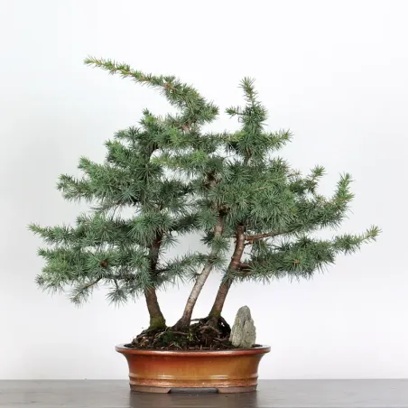 image supplémentaire - cedar of Lebanon forest...