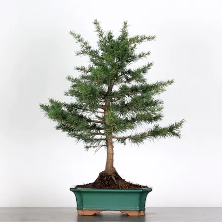 Bonsai Cèdre de l'Atlas