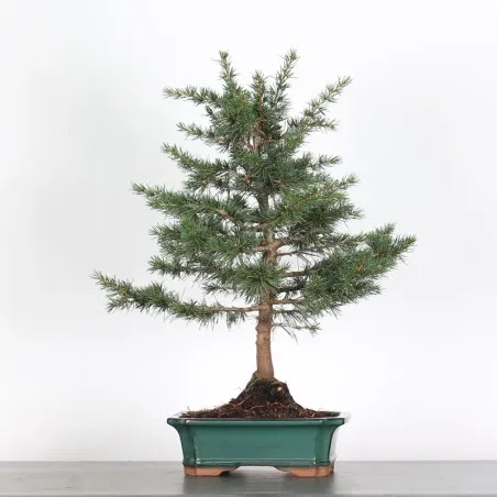 image supplémentaire - Cèdre du liban "CEDRUS...