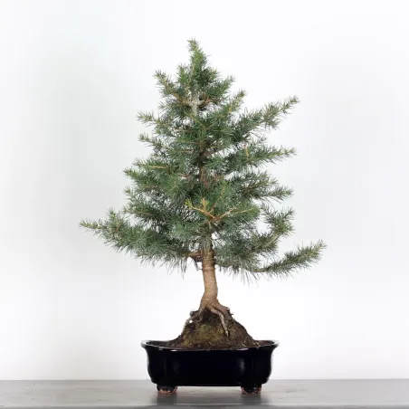 Bonsai Cèdre de l'Atlas