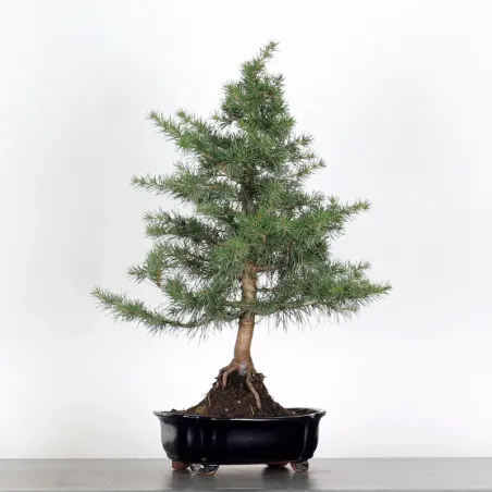 image supplémentaire - Cèdre du Liban "CEDRUS...