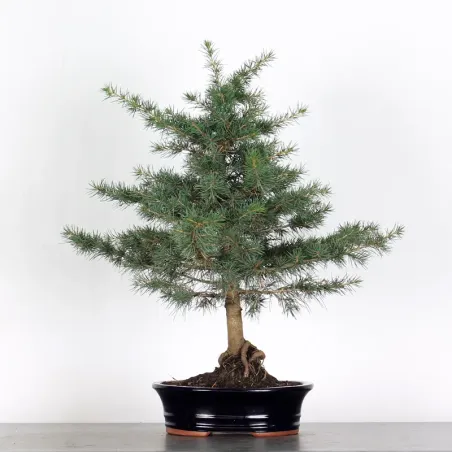 Bonsai Cèdre de l'Atlas