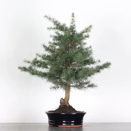 image supplémentaire - Cèdre du Liban "CEDRUS...