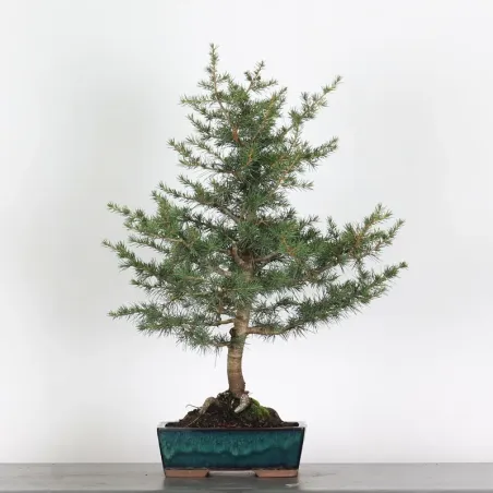 cedar of Lebanon "CEDRUS LIBANI" 1-6