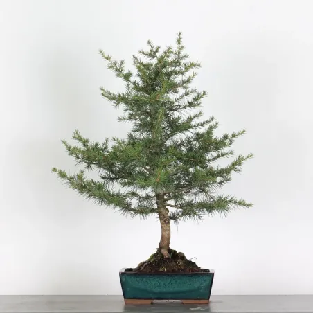 image supplémentaire - Cèdre du Liban "CEDRUS...