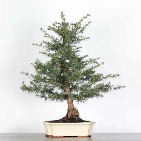 image supplémentaire - cedar of Lebanon "CEDRUS...