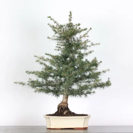Cèdre du Liban "CEDRUS LIBANI" 1-8