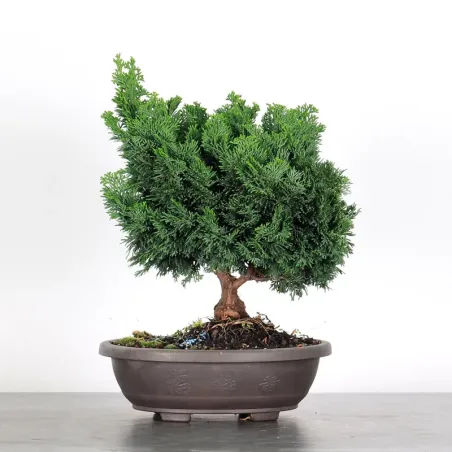 image supplémentaire - PREBONSAI FAUX CYPRÈS DU...