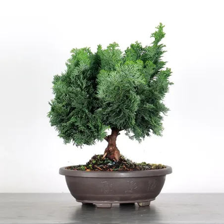 PREBONSAI FAUX CYPRÈS DU JAPON 2-7