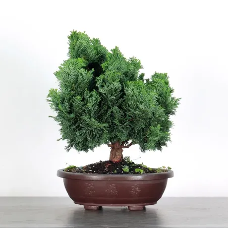 PREBONSAI FAUX CYPRÈS DU JAPON 2-8