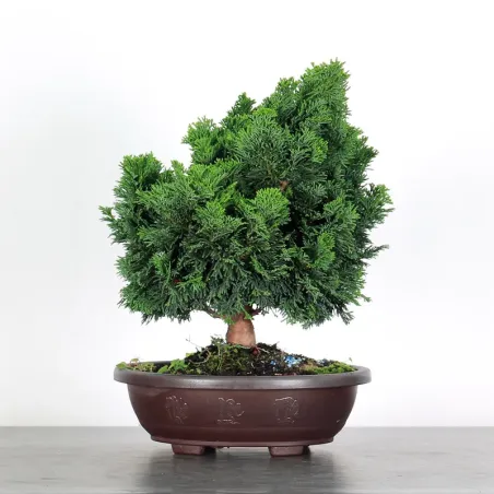 image supplémentaire - PREBONSAI FAUX CYPRÈS DU...