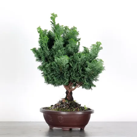 PREBONSAI FAUX CYPRÈS DU JAPON 2-10