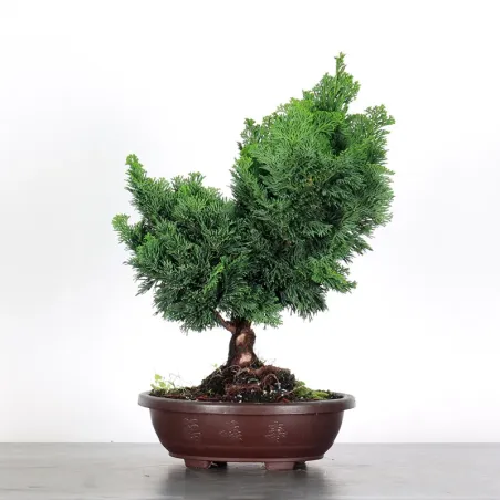 image supplémentaire - PREBONSAI FAUX CYPRÈS DU...