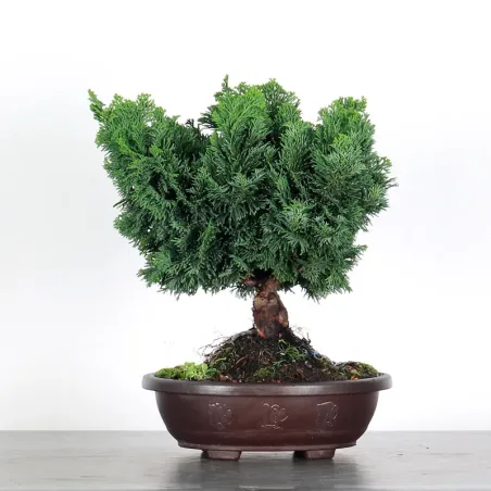 PREBONSAI JAPANESE CYPRESS 2-13
