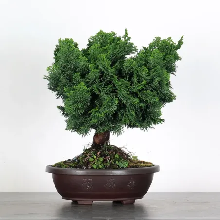 image supplémentaire - PREBONSAI JAPANESE CYPRESS...