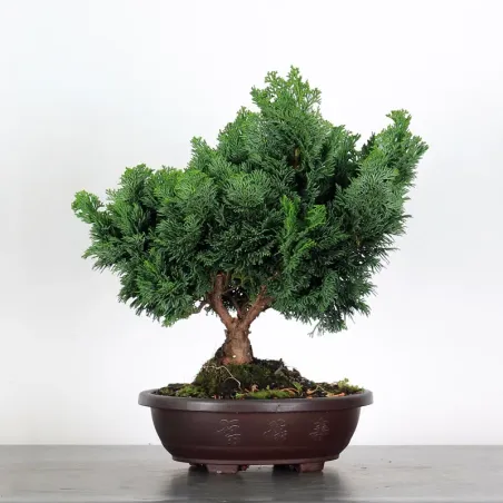 PREBONSAI JAPANESE CYPRESS 2-14