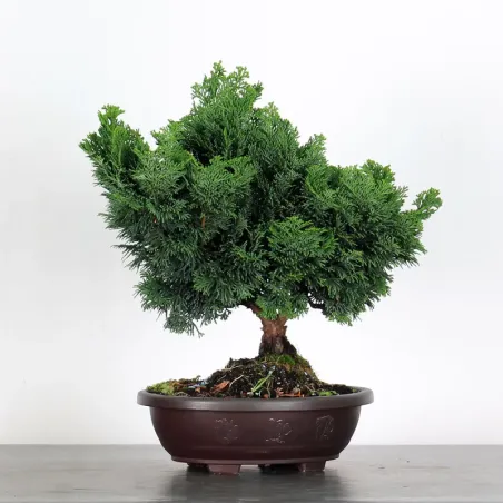 image supplémentaire - PREBONSAI JAPANESE CYPRESS...