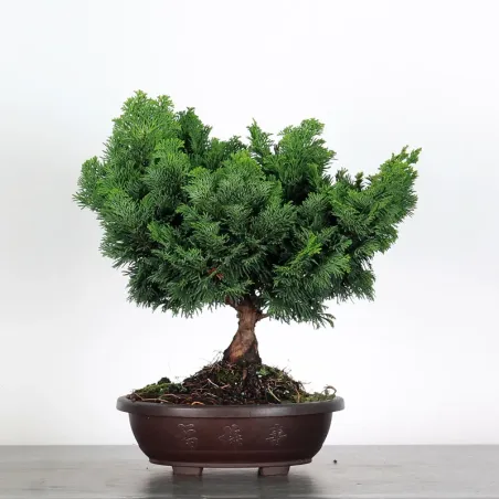 PREBONSAI FAUX CYPRÈS DU JAPON 2-15