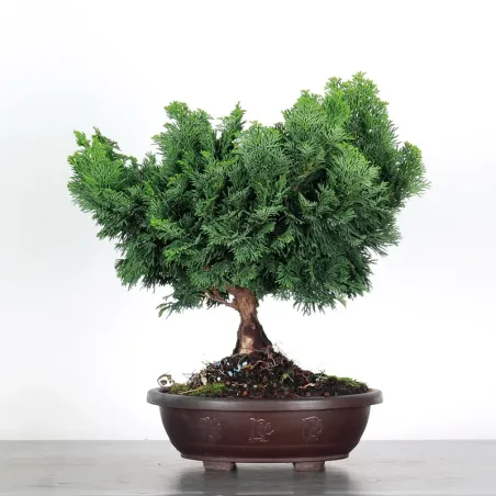 image supplémentaire - PREBONSAI FAUX CYPRÈS DU...
