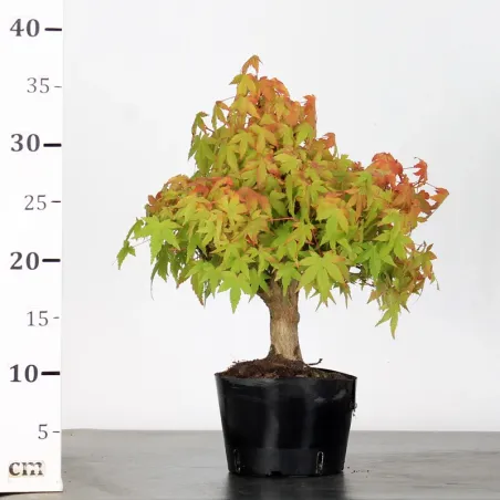 image supplémentaire - PREBONSAI MAPLE PALMATUM n°11