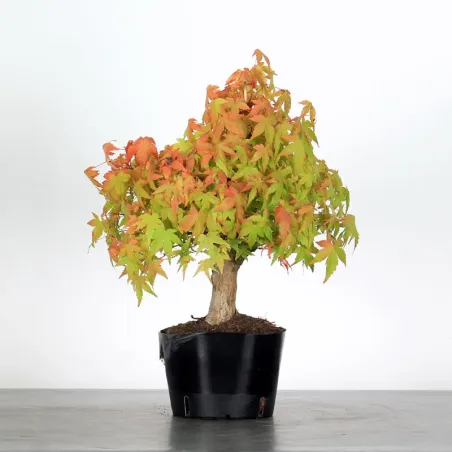 PREBONSAI MAPLE PALMATUM n°11