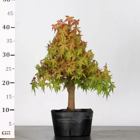 image supplémentaire - PREBONSAI ERABLE PALMATUM n°12