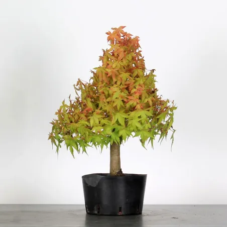 PREBONSAI ERABLE PALMATUM n°12