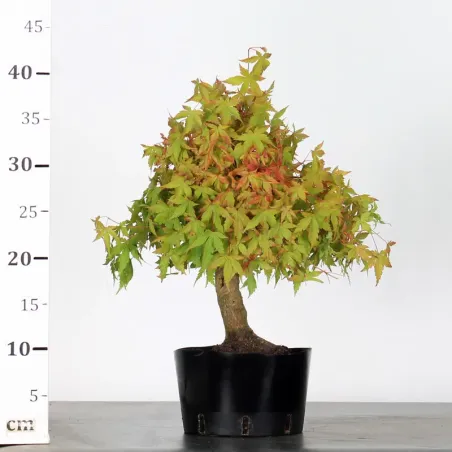 image supplémentaire - PREBONSAI ERABLE PALMATUM n°14