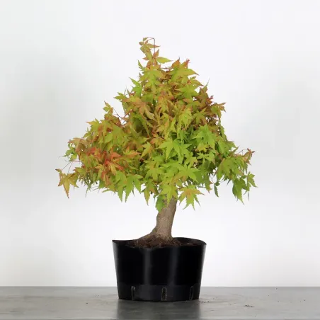 PREBONSAI ERABLE PALMATUM n°14