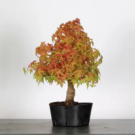 PREBONSAI ERABLE PALMATUM n°15