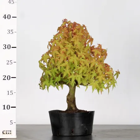 image supplémentaire - PREBONSAI ERABLE PALMATUM n°15