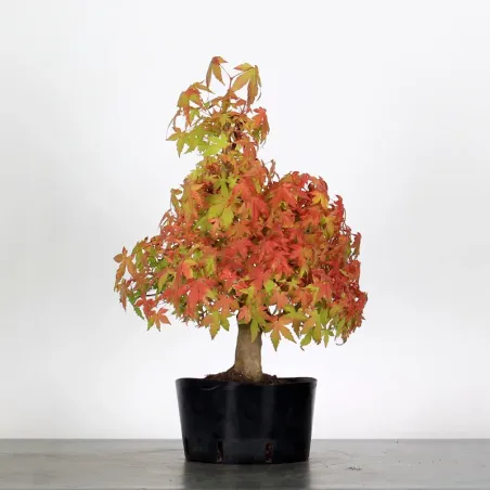 PREBONSAI ERABLE PALMATUM n°16