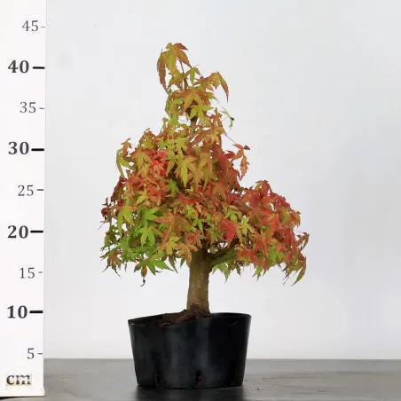 image supplémentaire - PREBONSAI ERABLE PALMATUM n°16