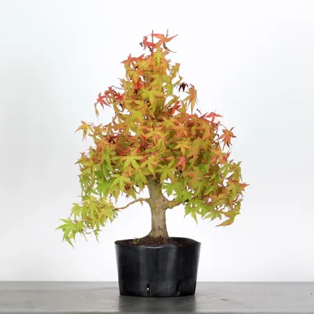 PREBONSAI MAPLE PALMATUM n°17