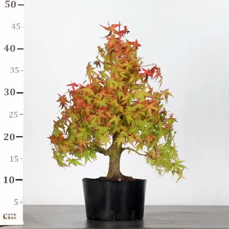 image supplémentaire - PREBONSAI MAPLE PALMATUM n°17