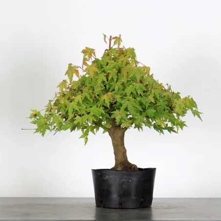 PREBONSAI ERABLE PALMATUM n°18
