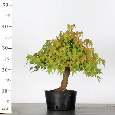 image supplémentaire - PREBONSAI ERABLE PALMATUM n°18